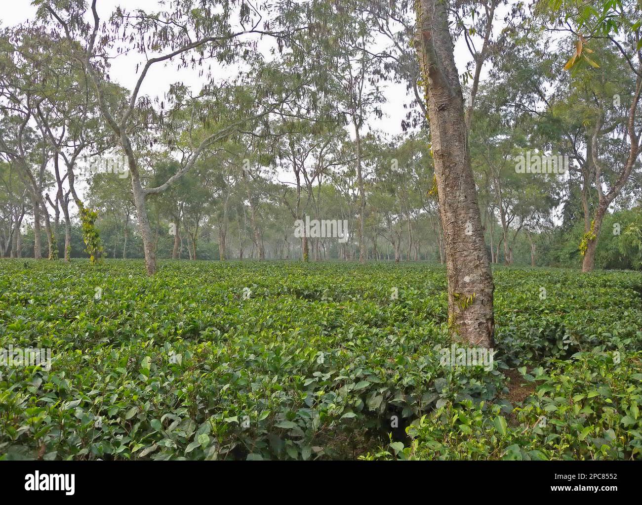 Teepflanzenernte (Camellia sinensis), Plantage mit schattigen Bäumen, in der Nähe von Kaziranga, Assam, Indien Stockfoto