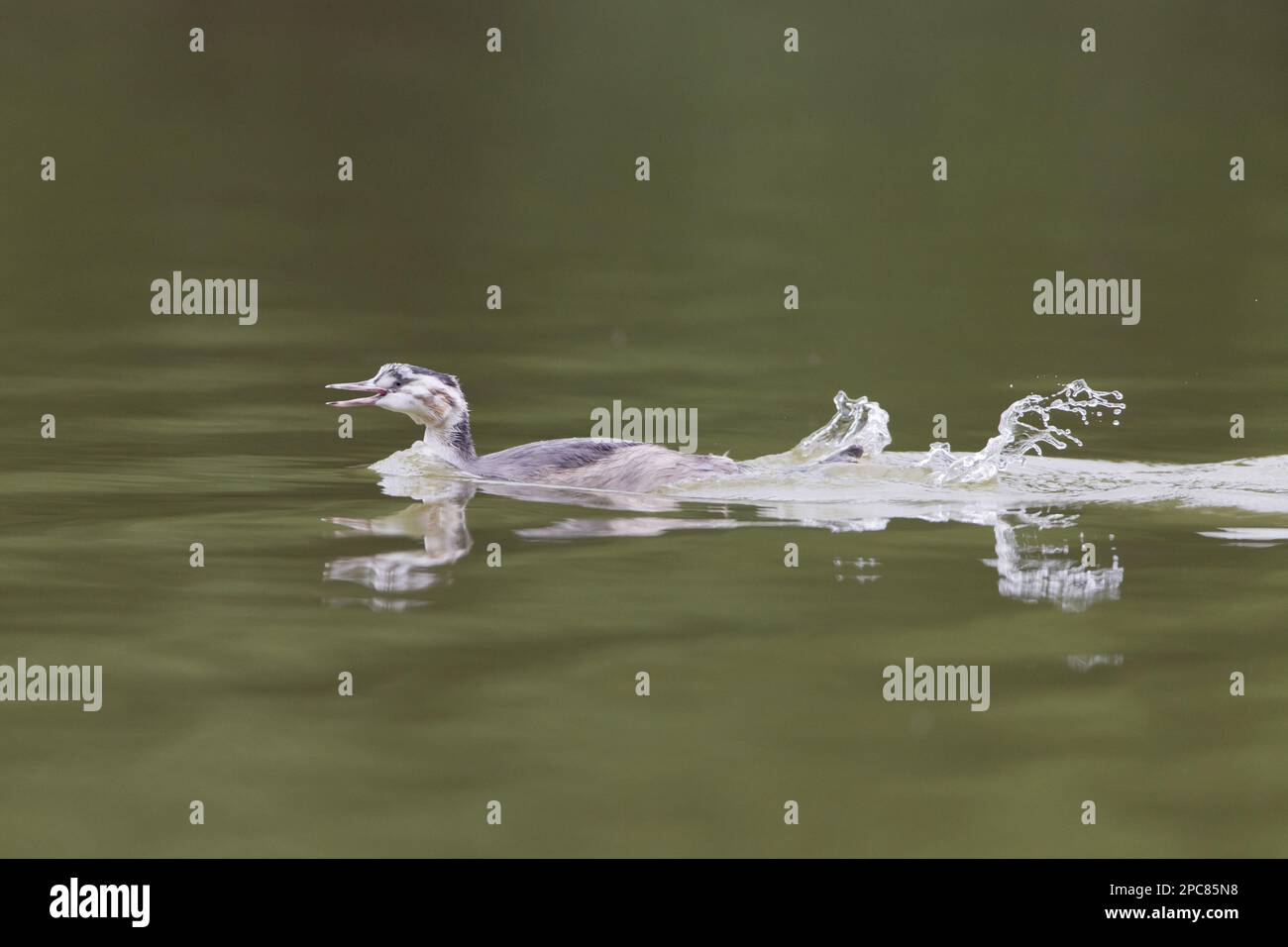 Great Crested Grebe (Podiceps cristatus) unreif, schwimmt, tritt Füße und ruft, um Aufmerksamkeit von Eltern zu bekommen, die Fische gefangen haben, Suffolk Stockfoto