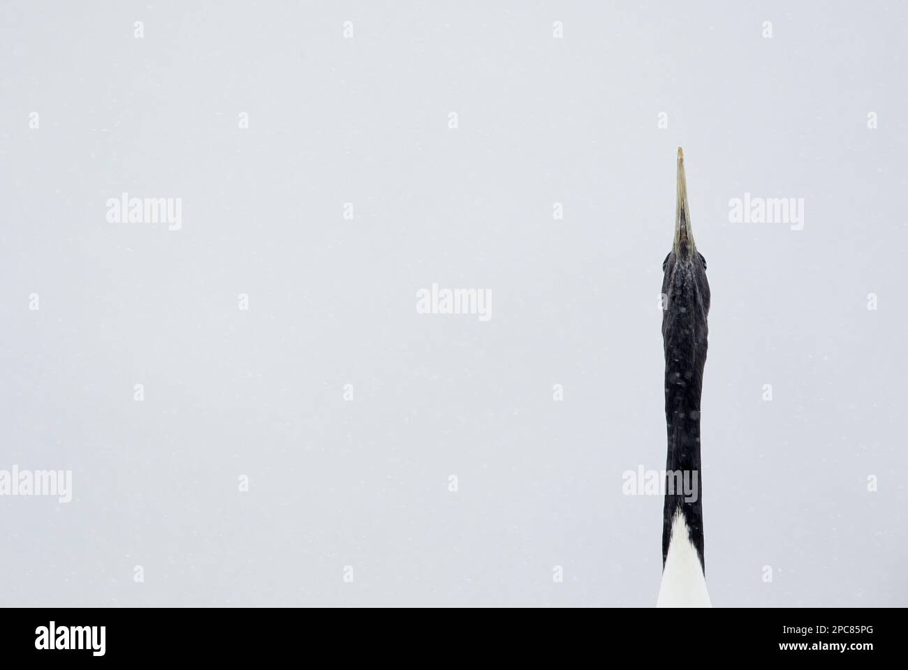 Erwachsener japanischer Rotkranich (Grus japonensis), Nahaufnahme von Kopf und Hals, in der Luft während eines Schneesturms, Hokkaido, Japan Stockfoto