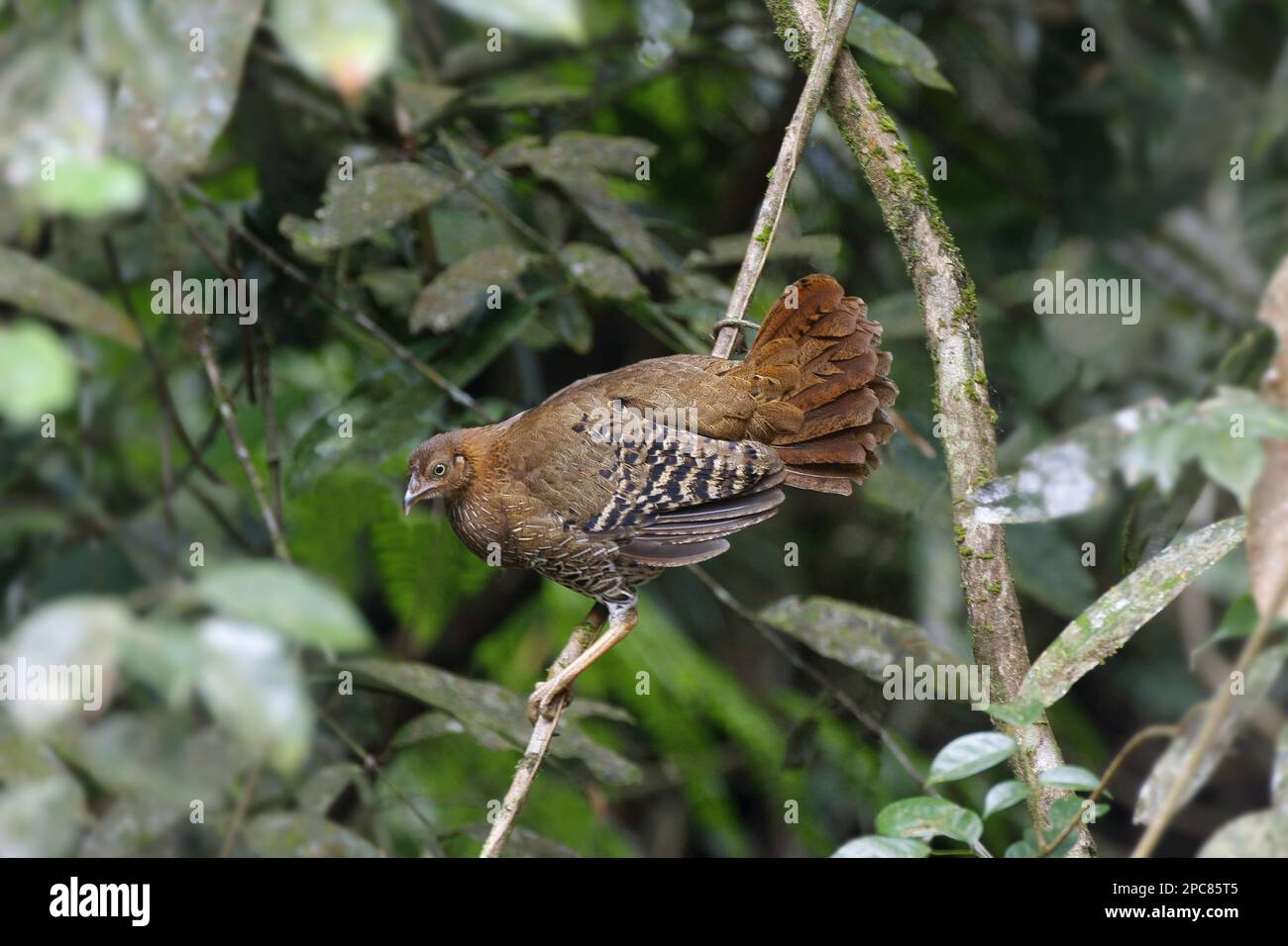 Gallus lafayettii, Ceylon-Hühner, Lafayette-Hühner, sri-lankische Dschungelvögel (Gallus lafayetii), Hühner, Tiere, Vögel, Ceylon-Jungvögel Stockfoto