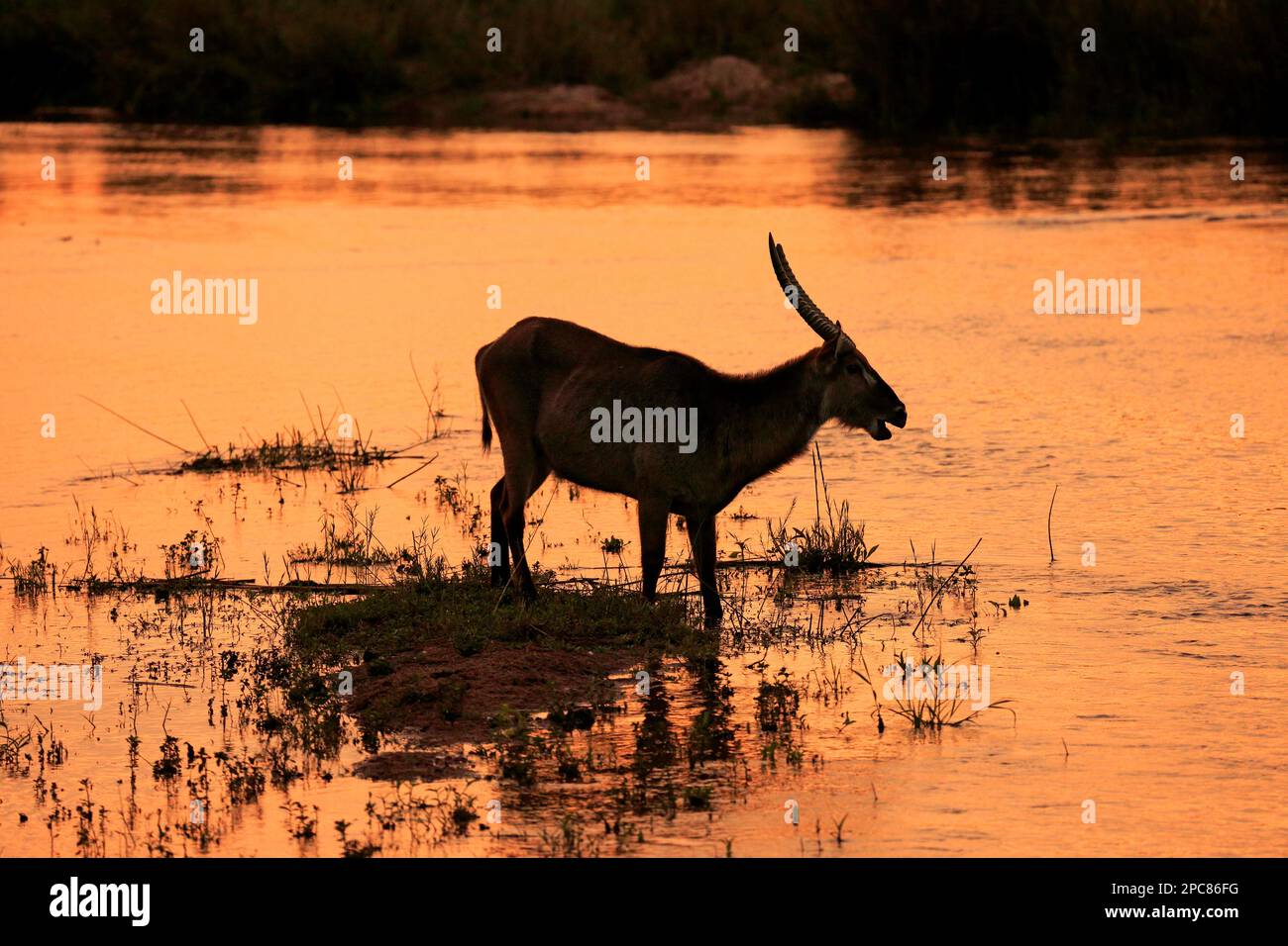 Gemeiner Wasserbuck (Kobus ellipsiprymnus), Kruger-Nationalpark, Südafrika, Afrika Stockfoto