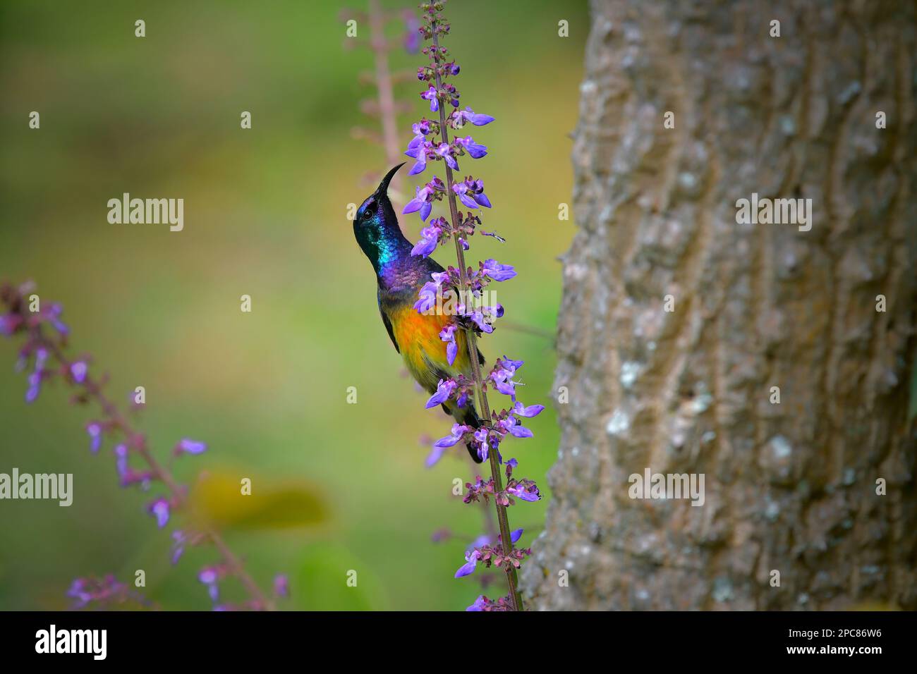 Wunderschöner Sonnenvogel aus Bwindi undurchdringlichem Wald, Uganda, Ostafrika Stockfoto