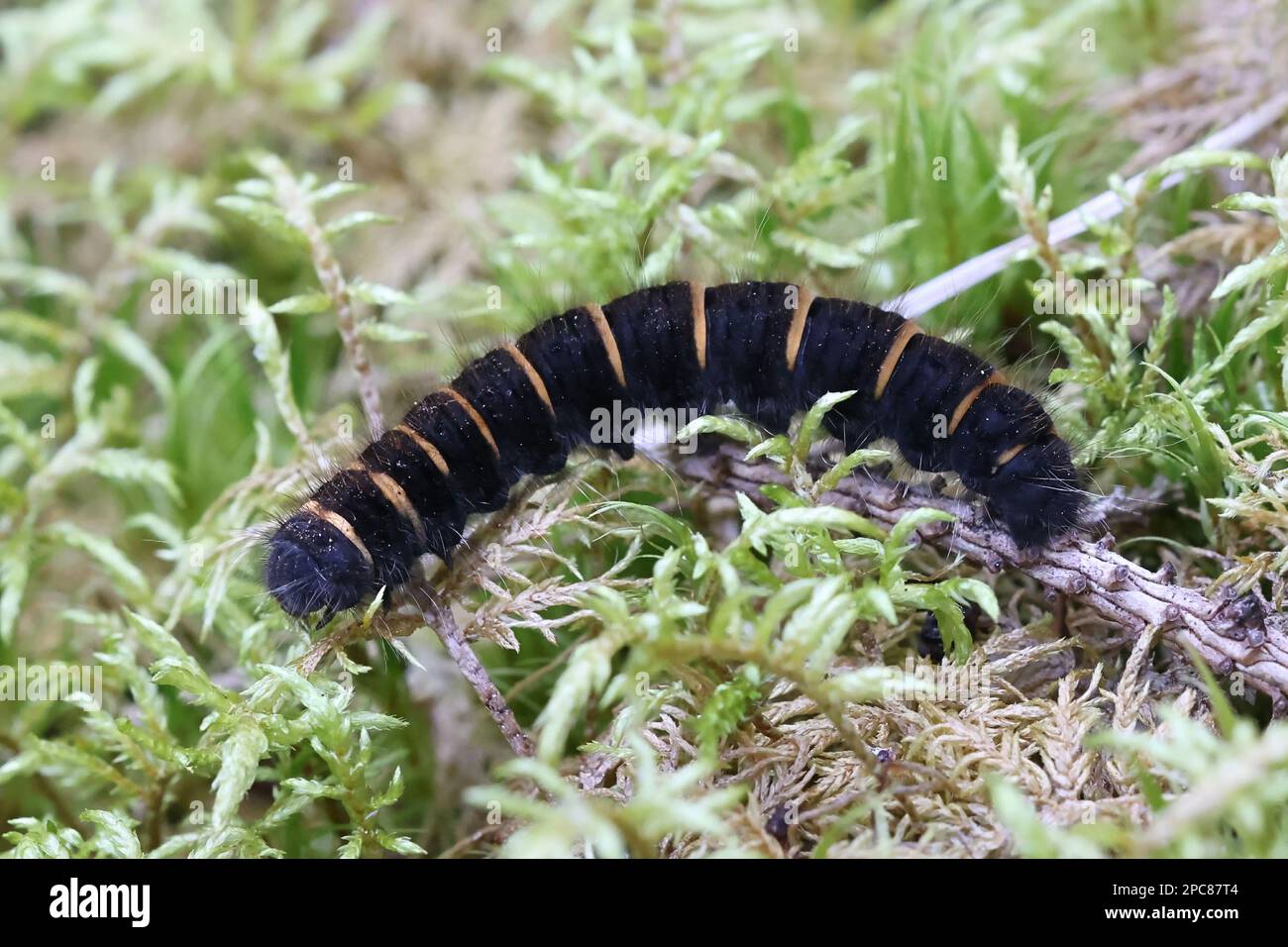 Cateroillar der Fuchsmotte, Macrothylacia rubi Stockfoto