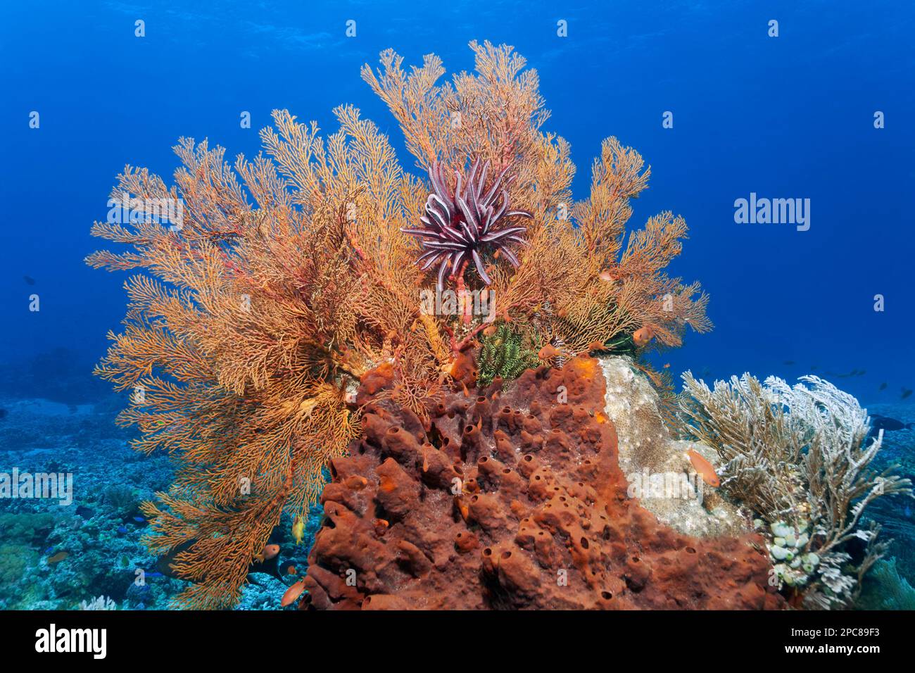 Top Knotted Sea Fan, Gorgonian (Melithea ochracea mit Haarstern (Oxycomanthus bennetti), Bottom Brown Schwamm (Jaspis stellifera), Right Nettle Farn Stockfoto