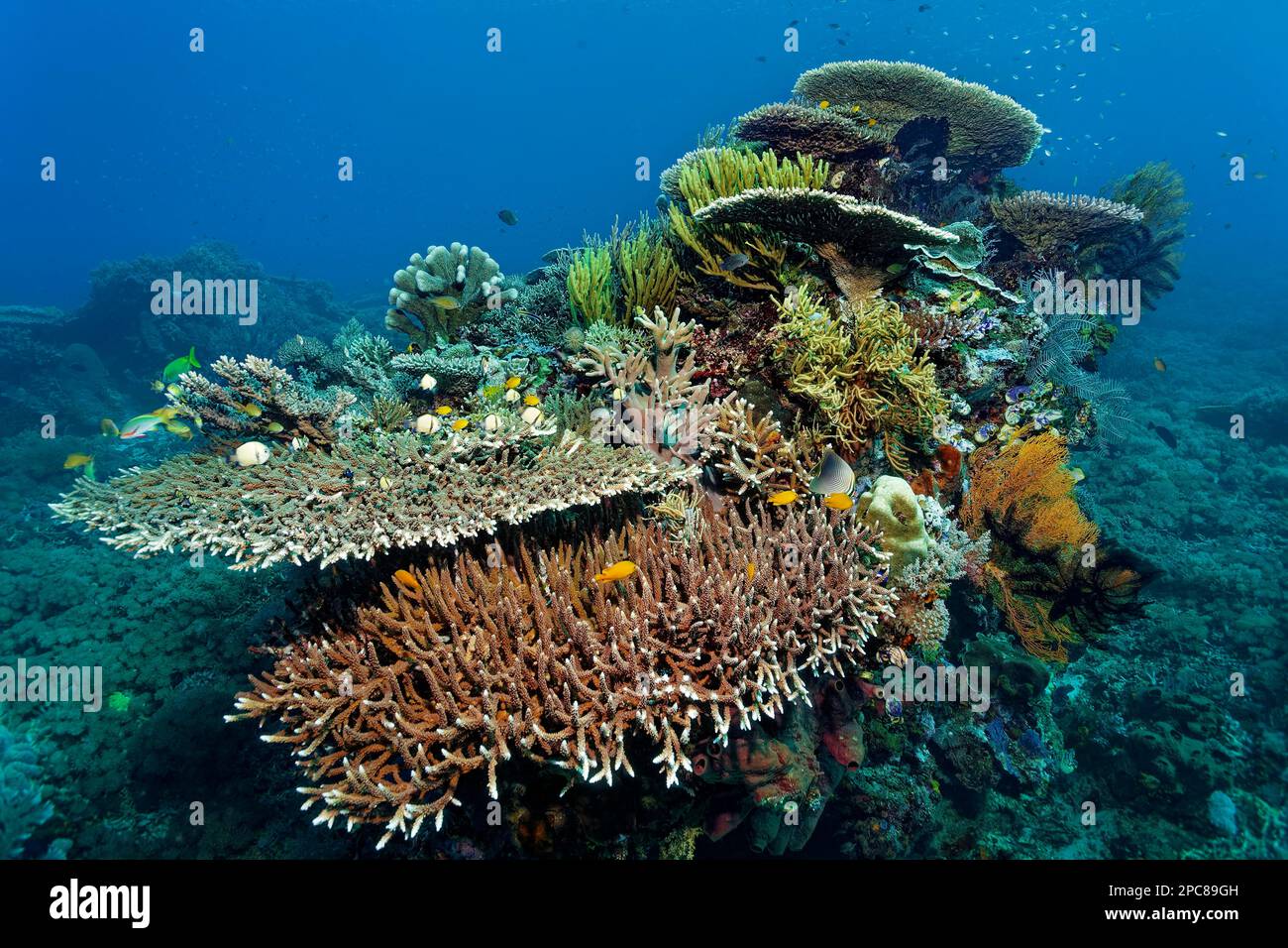 Korallenriff (Comatulida) mit verschiedenen Acropora Steinkorallen (Acroporidae), Weichkorallen (Alcyonacea), an den rechten Haarsternen, und federwasserstoff Stockfoto