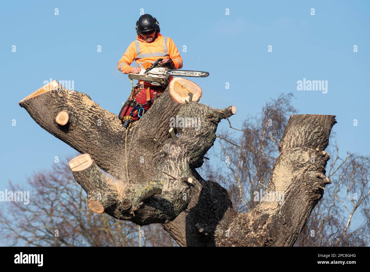 Holt Farm Oak Tree wird nach ausgedehnten Protesten abgehackt. Rochford, Essex, Großbritannien. Ein Baumchirurg, der alte Eichen schneidet. Sicherheitsausrüstung Stockfoto