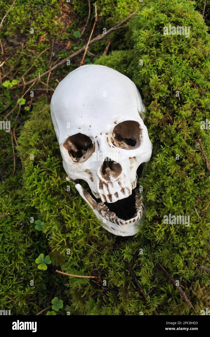 Menschlicher Schädel, der auf einem Moosteppich ruht - John Gollop Stockfoto