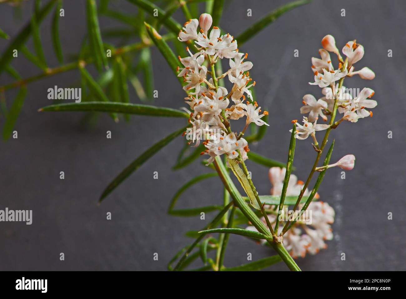 Asparagus densiflorus alias Sprengeri 9269 Stockfoto