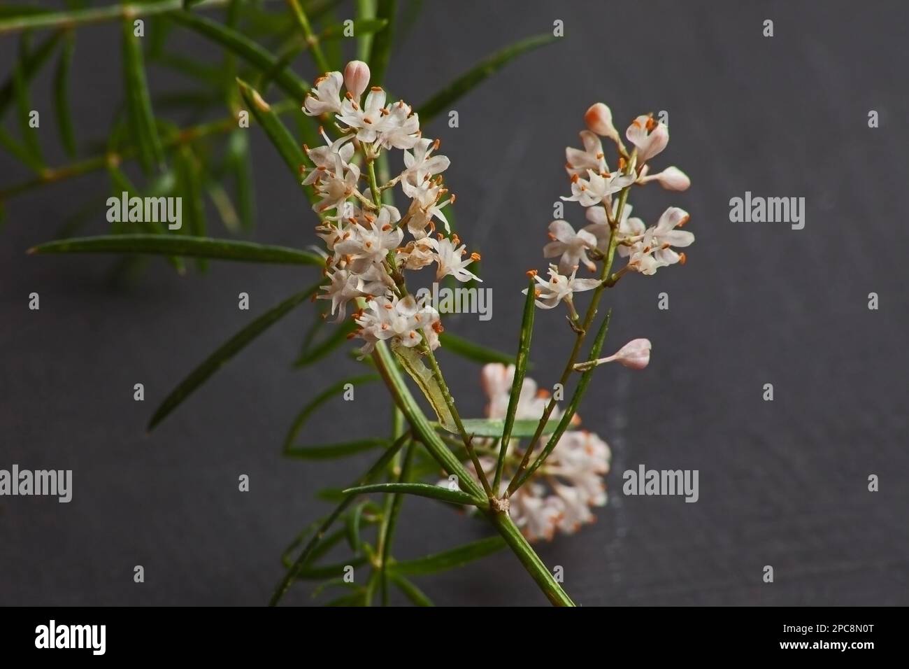 Asparagus densiflorus alias Sprengeri 9270 Stockfoto