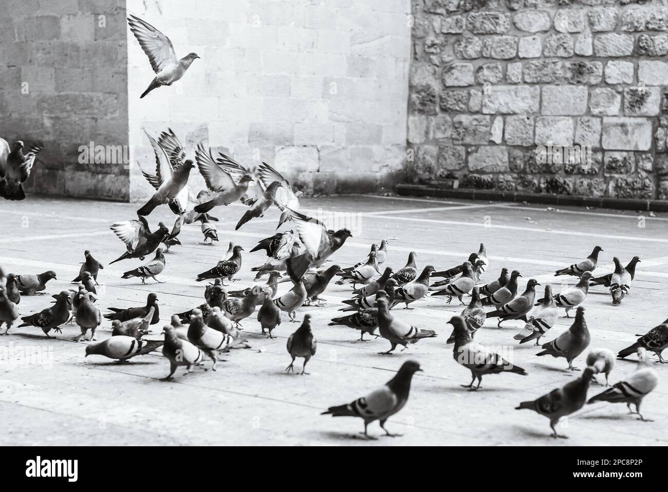 Schwarze und weiße Tauben vor der alten Mauer in der Stadt Adana im türkischen Land, aus nächster Nähe Stockfoto