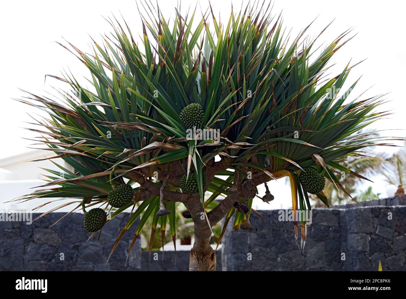 Pandanus utilis Bory – gewöhnlicher Schraubenbaum und Obst, Lanzarote, Spanien. Februar/März 2023. Aktienfoto Vorschau herunterladen in Lighting speichern Stockfoto