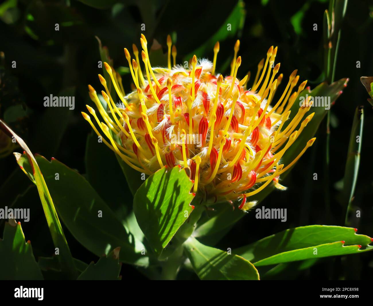 Protea Flower in Bloom an einem sonnigen Tag Stockfoto