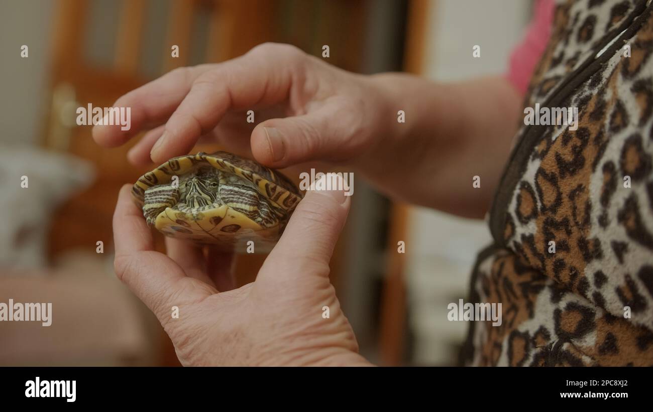 Die reinste Liebe: Seniorin, die sich um ihre niedliche Tierschildkröte kümmert Stockfoto