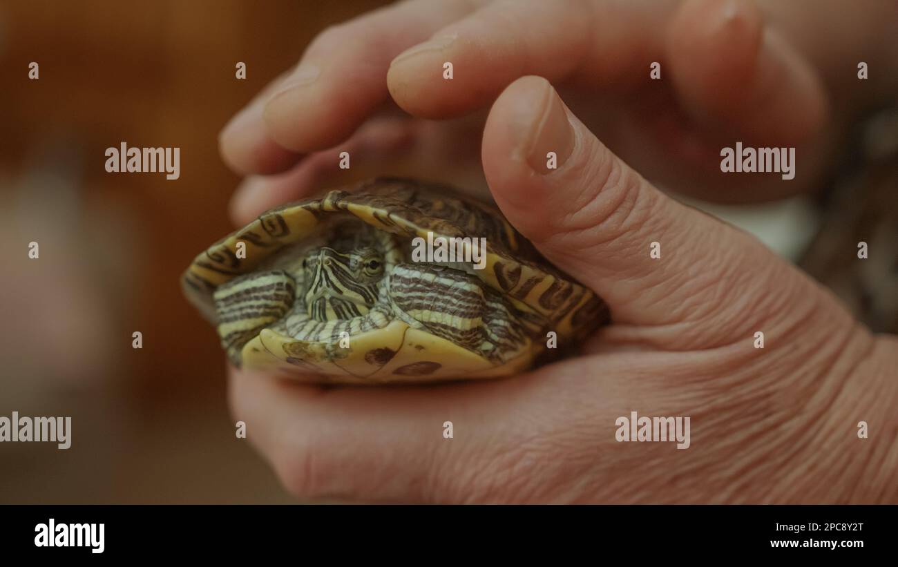 Nahaufnahme einer älteren Frau mit gefühllosen Händen, die liebevoll eine süße Wasserschildkröte halten Stockfoto
