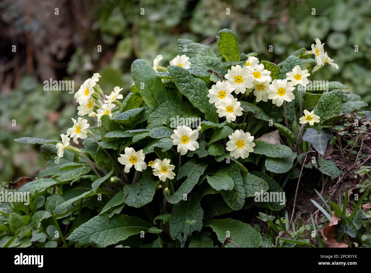 Eine gebräuchliche oder englische Primrose, Primula vulgaris, die im Frühjahr in Devon im Vereinigten Königreich in voller Blüte wächst. Die Pflanze wächst in freier Wildbahn Stockfoto