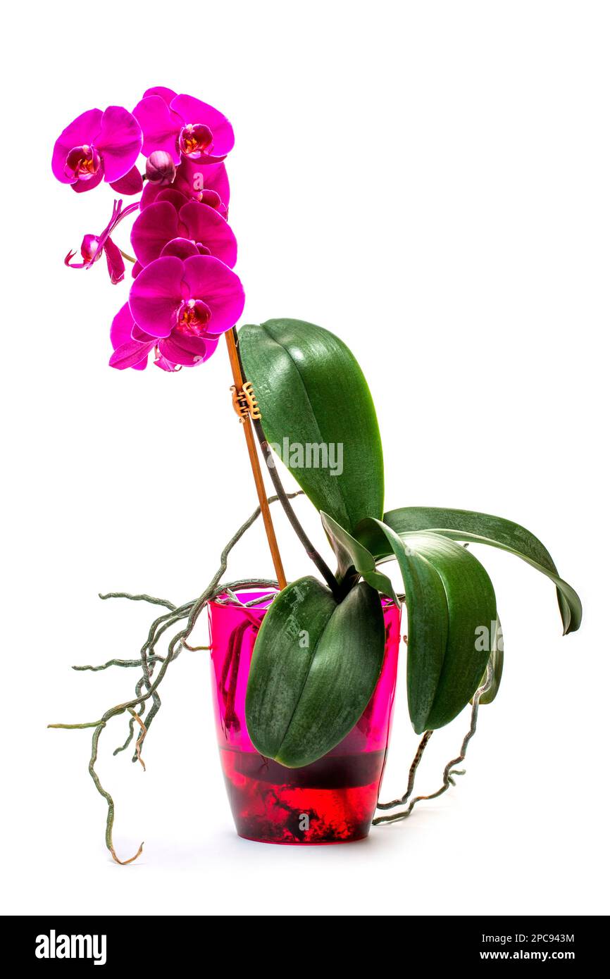Phalaenopsis Orchideenbusch im Topf auf weißem Hintergrund Stockfoto
