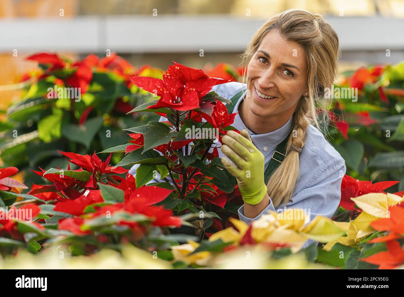 Glückliche Gärtnerin, die eine Poinsettia-Blume im Gartencenter zum Verkauf hält Stockfoto