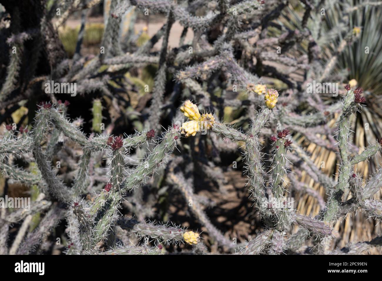 Cylindropuntia spinosior - Cane cholla. Stockfoto