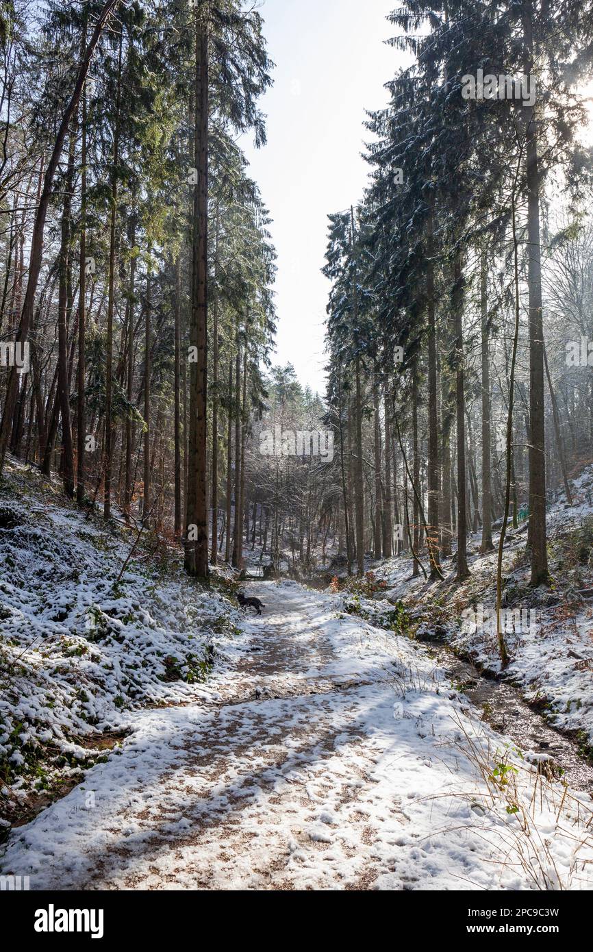 Europa, Luxemburg, Grevenmacher, Beaufort, der Müllerthal Trail, der im Winter durch das Waldland führt Stockfoto