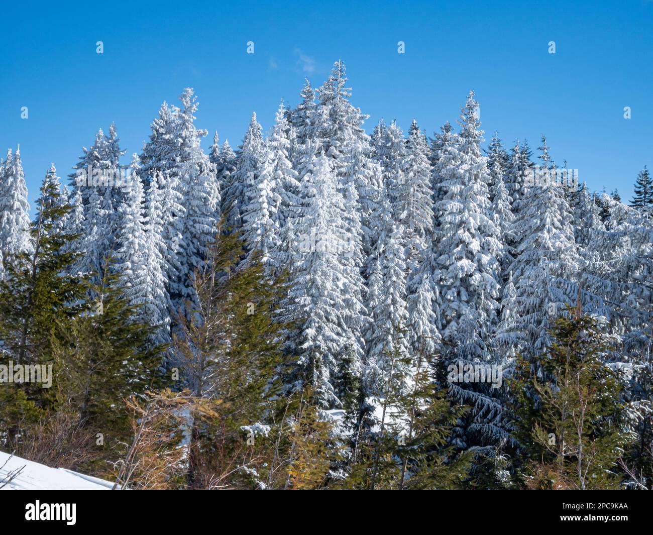 WA23267-00...WASHINGTON - schneebedeckte Bäume unter dem Mount Si Haystack. Stockfoto