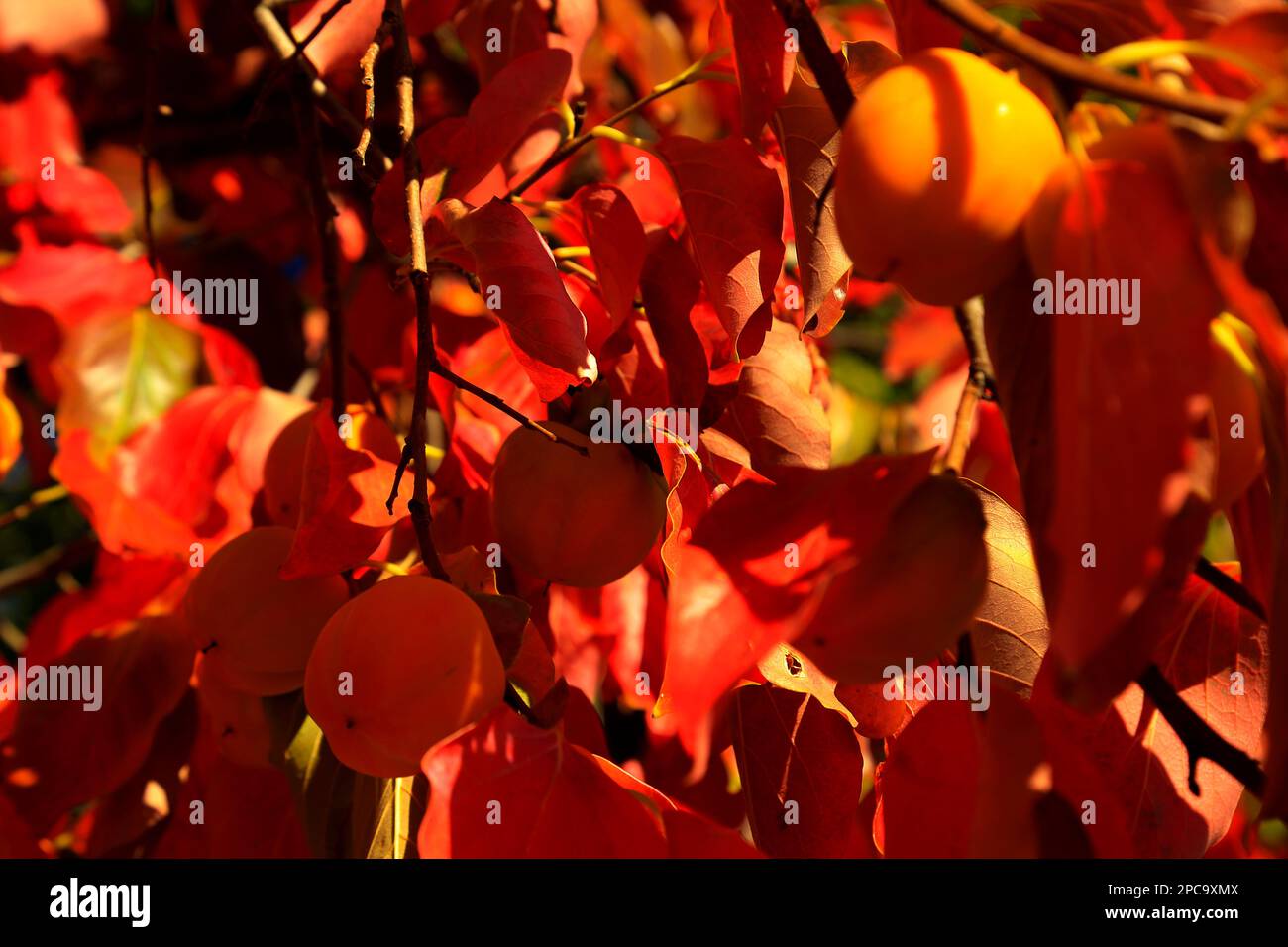 Persimone, Kaki, Diospyros - Orangenfrüchte auf roten Blättern im Herbst. Stockfoto