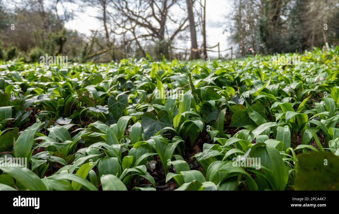 Eine große Fläche wilden Knoblauchs, der im Frühjahr in Großbritannien angebaut wird. Stockfoto