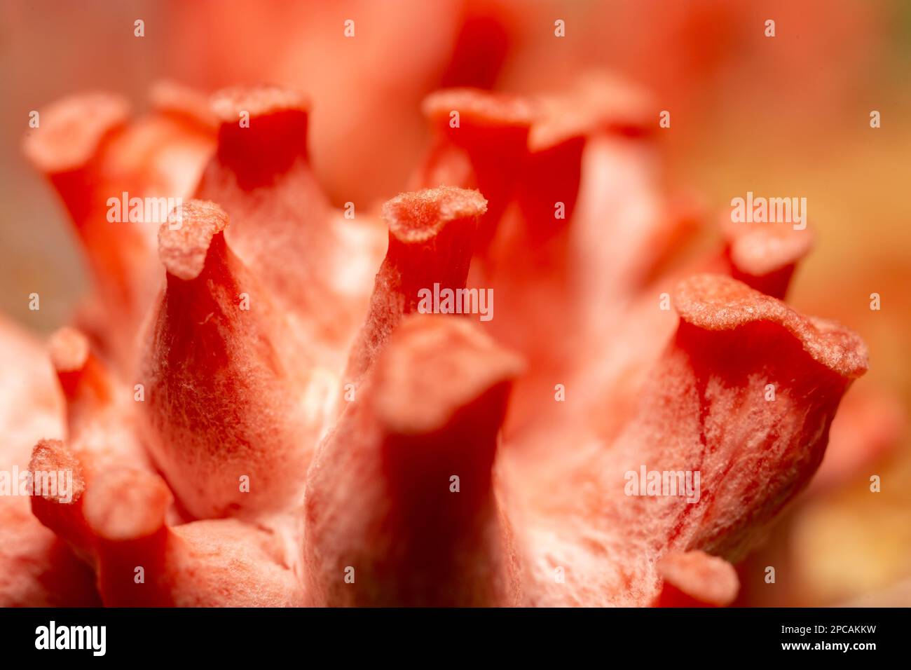 Pleurotus-Lachs (Shimeji-Lachs, Pleurotus Djamor, Shimeji Rosa, Pilzrosa) junge Keimlinge. Stockfoto