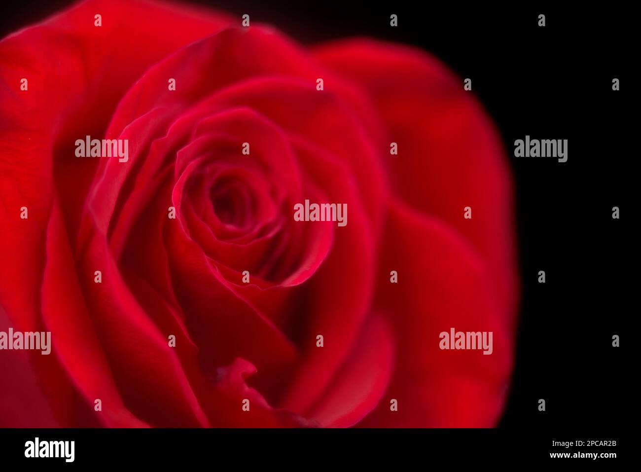 Eine traumhafte rote Rose auf schwarzem Hintergrund Stockfoto