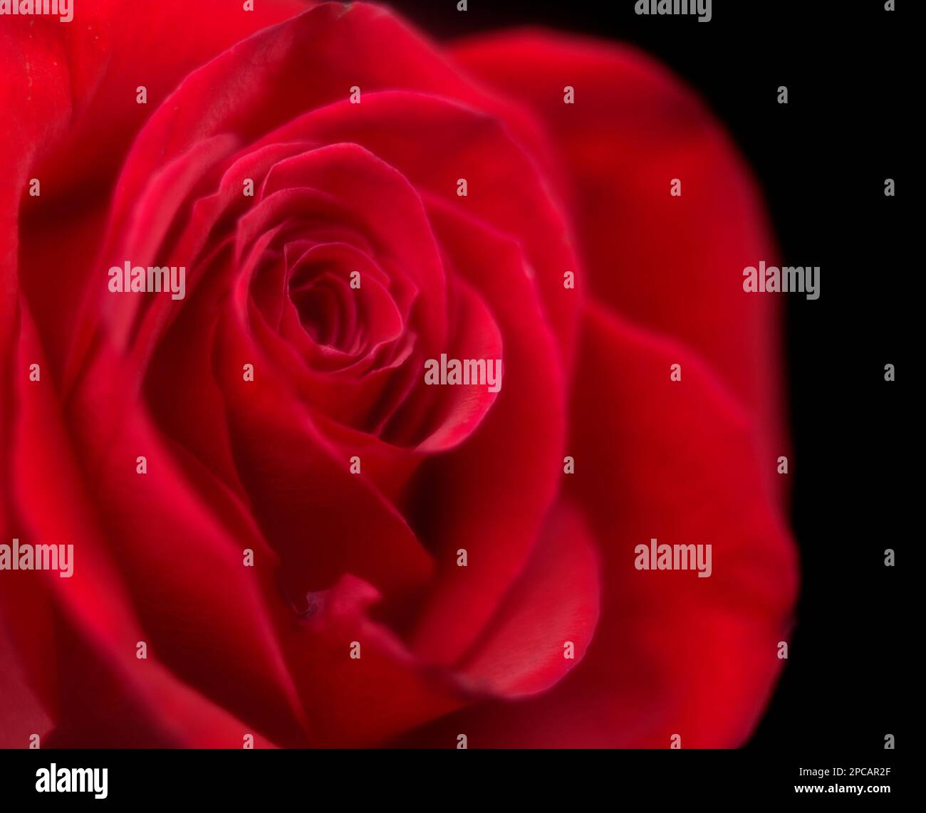 Eine traumhafte rote Rose auf schwarzem Hintergrund Stockfoto