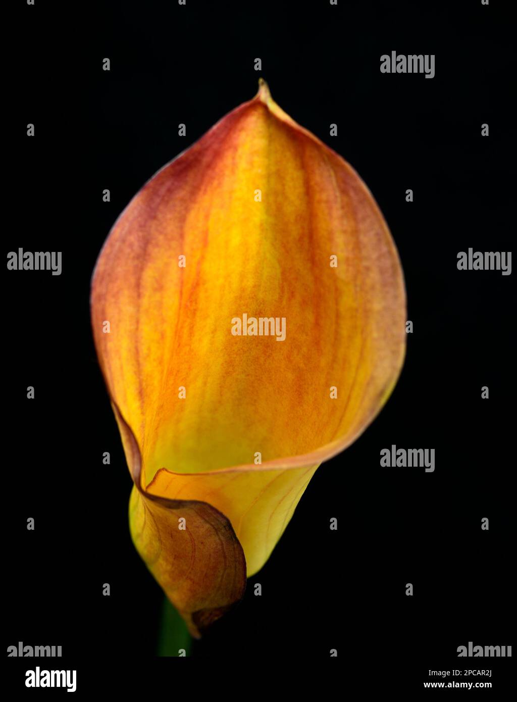 Gelb und orange Calla Lily Nahaufnahme auf schwarzem Hintergrund Stockfoto