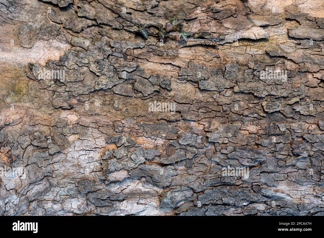 Oberflächenstruktur einer Eiche. Holzstruktur. Textur des Holzhintergrunds mit vielen sichtbaren Venen. Horizontales Bild. Stockfoto