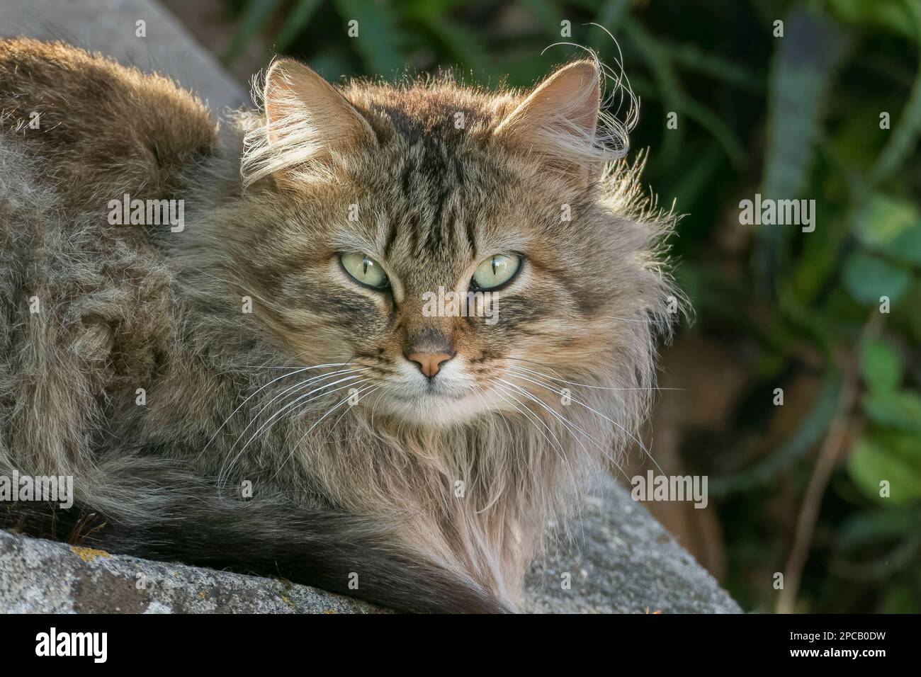 Katzenporträt mit grünen Augen aus nächster Nähe im Freien Stockfoto
