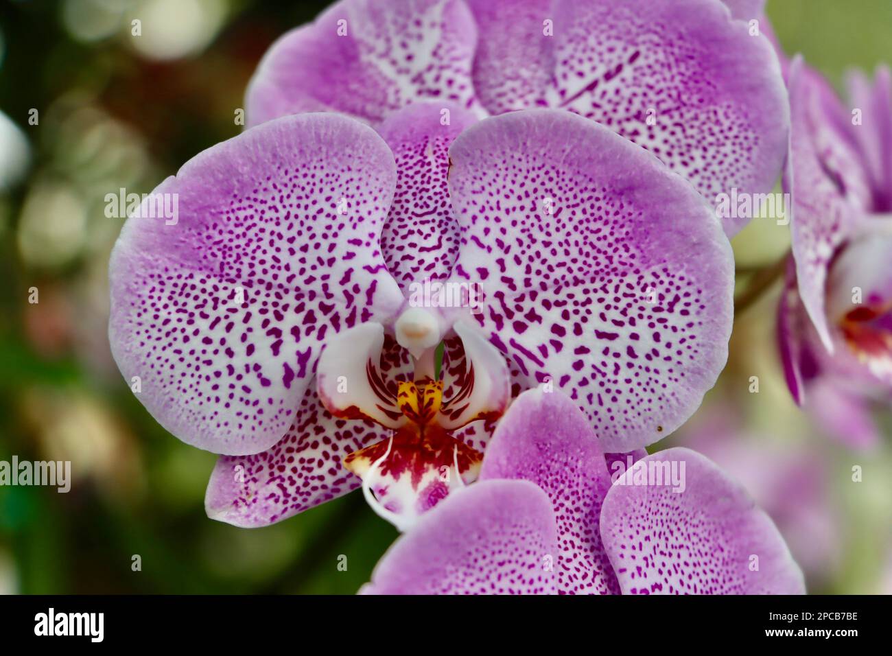 Orchideenshow im Cleveland Botanical Garden im März 2023 Stockfoto