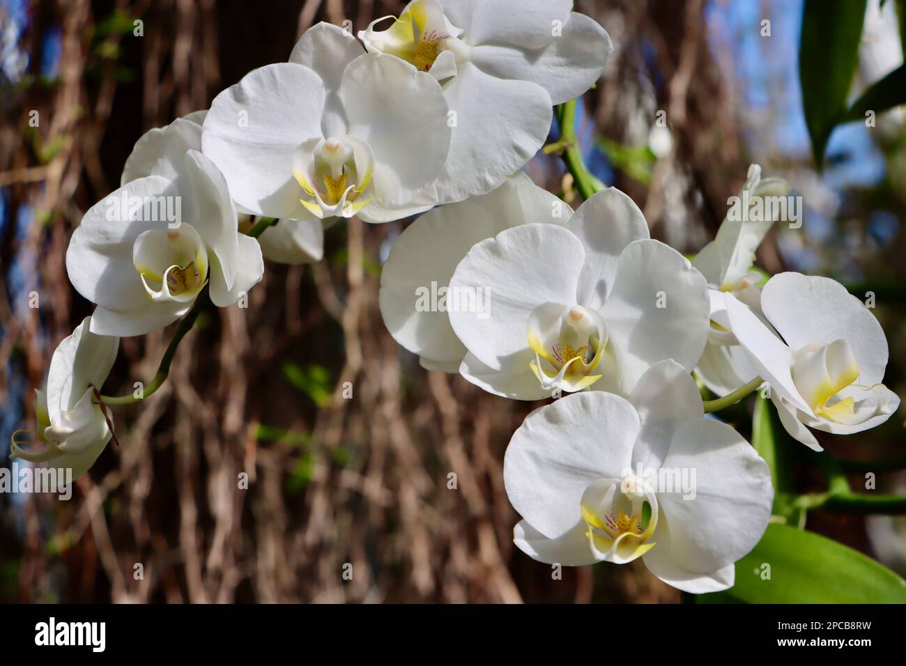 Orchideenshow im Cleveland Botanical Garden im März 2023 Stockfoto