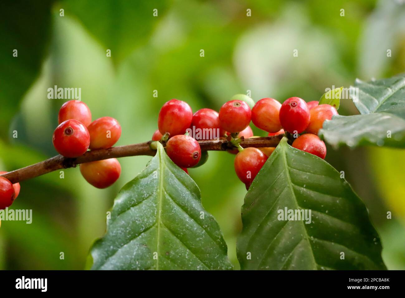Kaffee, Coffea Arabica-Werk in Eleanor Armstrong Smith Glashäusern im Cleveland Botanical Garden Stockfoto
