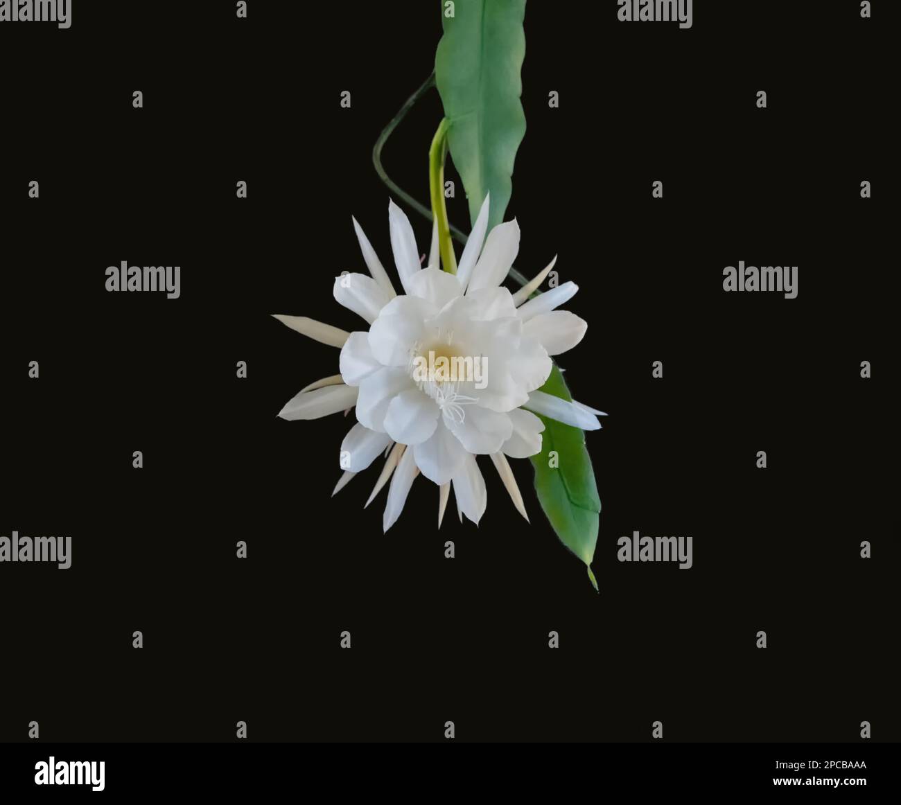 Vorderansicht einer weißen Blüte der Königin der Nacht (Epiphyllum oxypetalum) Kaktuspflanze, nächtliche Blüte, mit bezauberndem, verwitterndem Duft Stockfoto