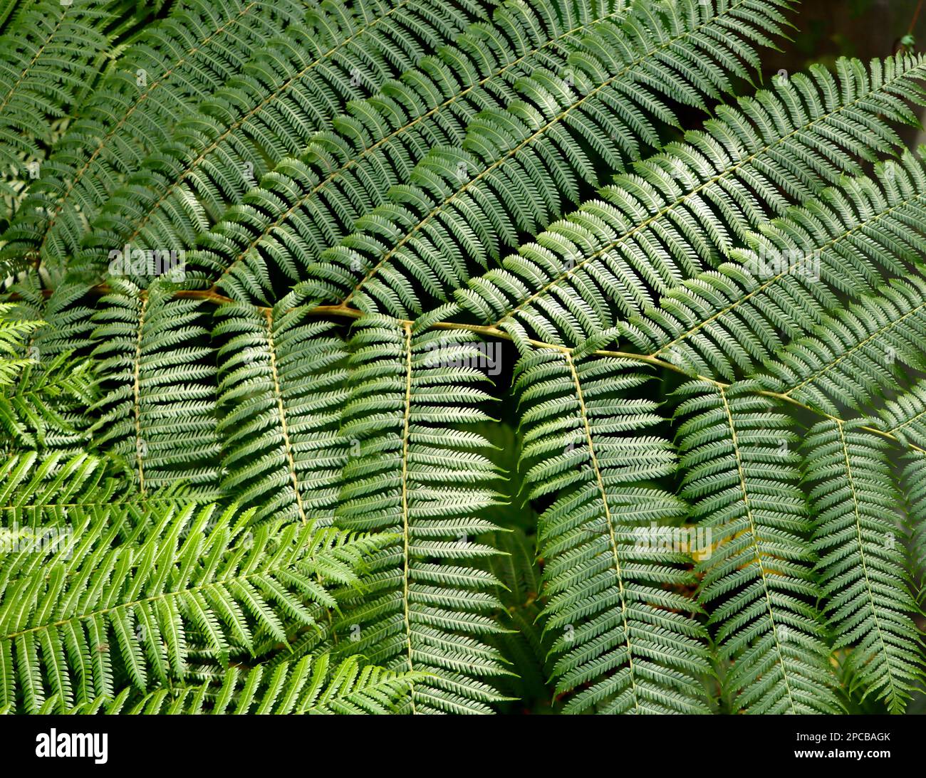 Tropische große Farnblätter im Eleanor Armstrong Smith Glasshouse im Cleveland Botanical Garden Stockfoto