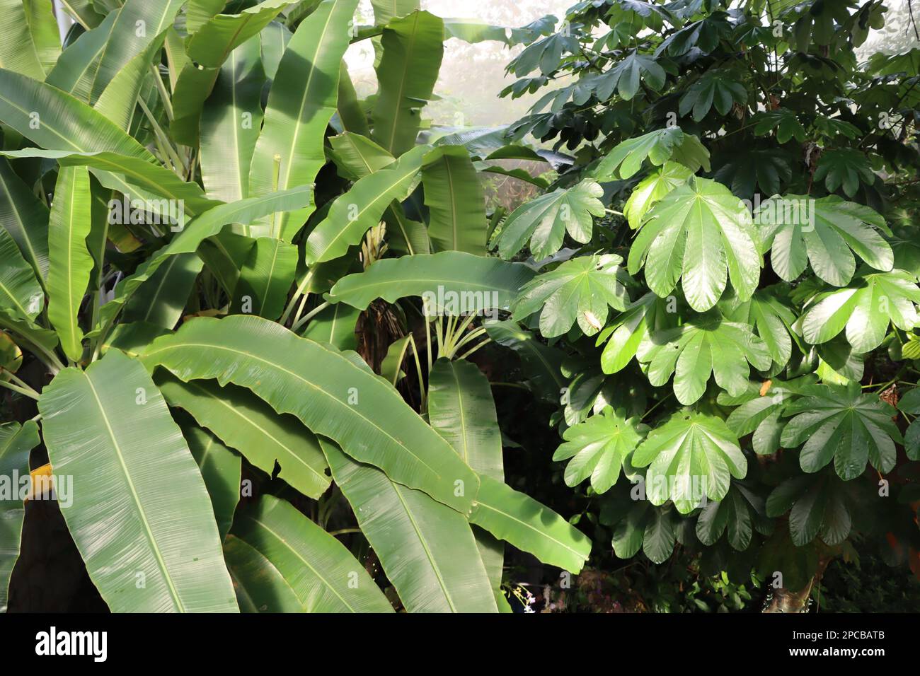 Tropische Blätter im Eleanor Armstrong Smith Glasshouse im Cleveland Botanical Garden Stockfoto