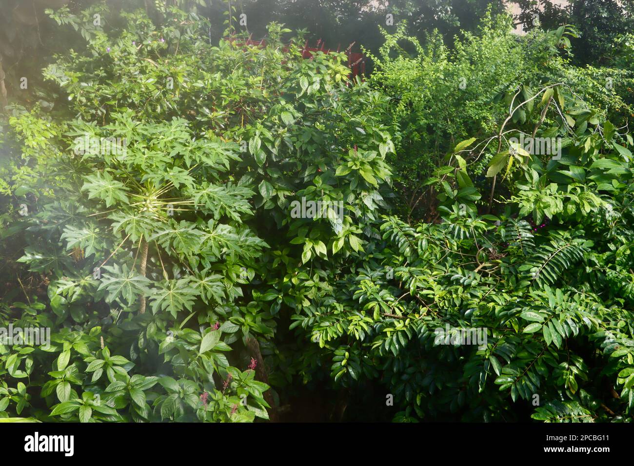 Der Costa-ricanische Regenwald im nebligen Eleanor Armstrong Smith Glashaus im Cleveland Botanical Garden. Stockfoto