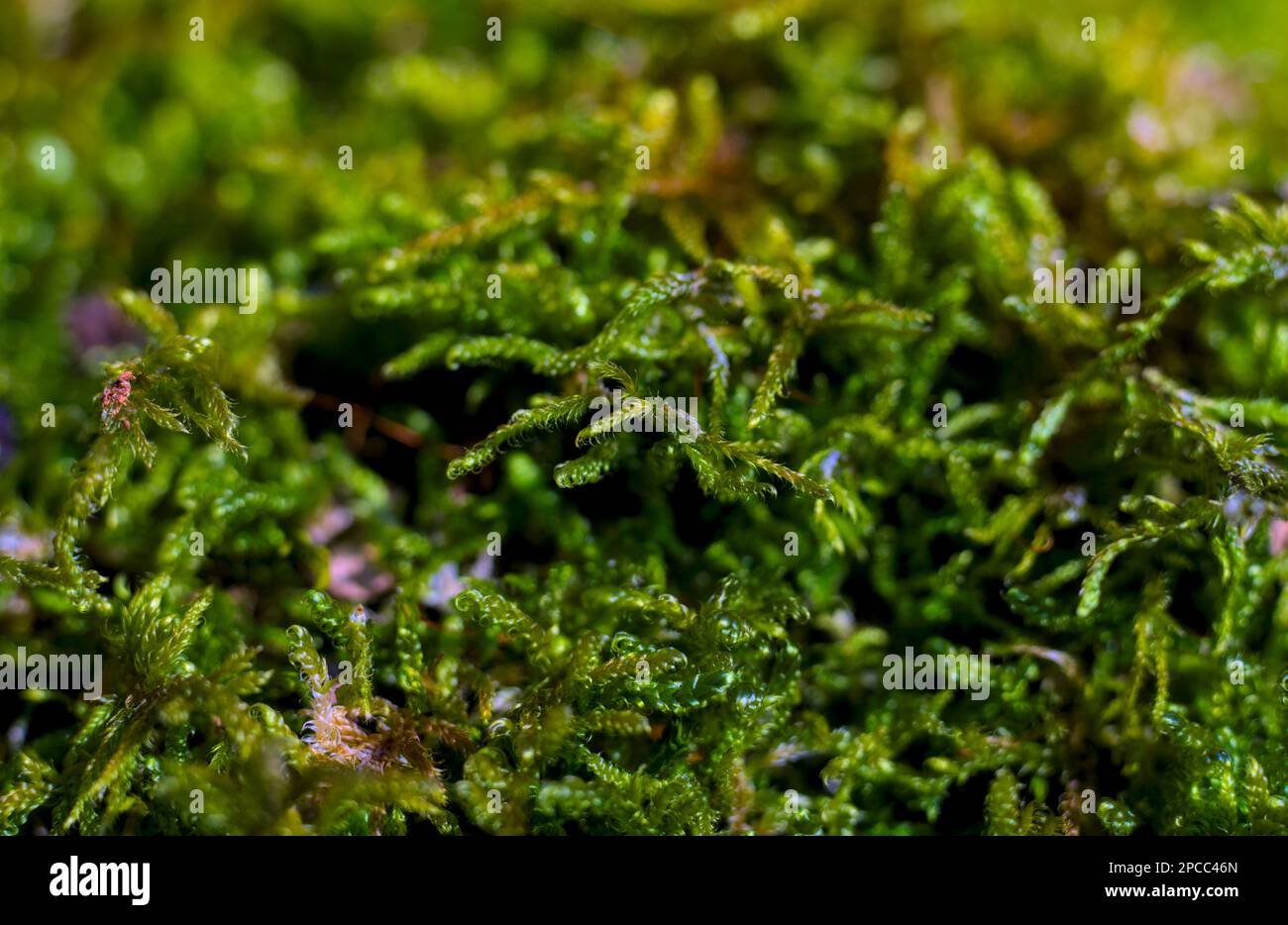 Leuchtend grünes Moos Makroaufnahme Stockfoto