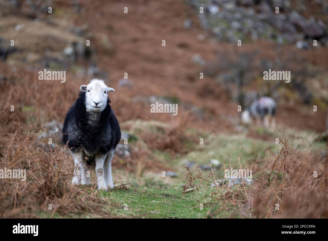 Herdwick Sheep, eine aus dem englischen Lake District stammende, zähe Rasse, weidet im Winter im Wasdale Valley, Cumbria, Großbritannien. Stockfoto