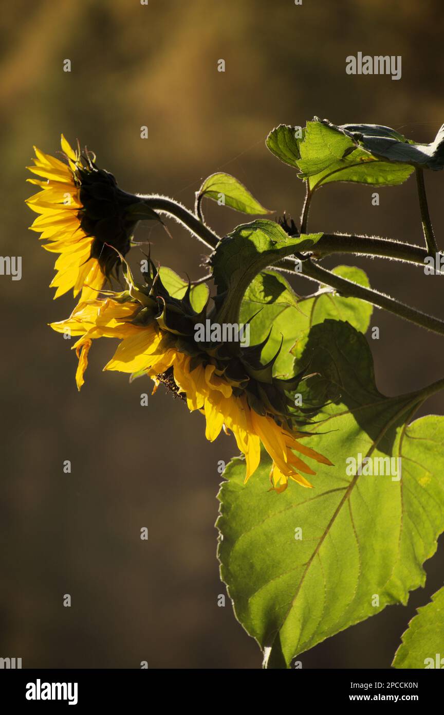 Zwei Sonnenblumen im Sonnenschein Stockfoto