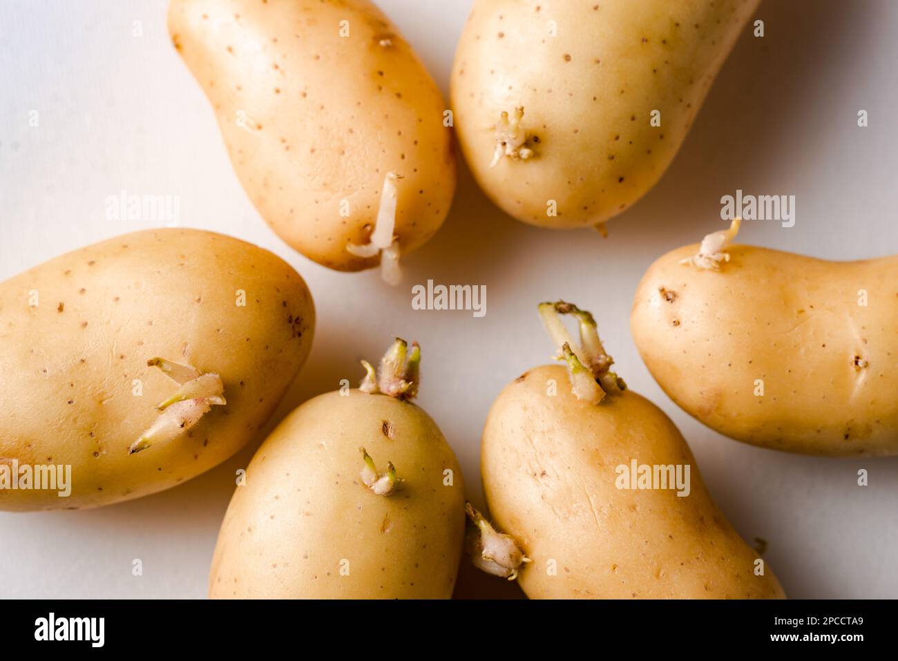 Keimende Kartoffelknollen auf weißem Hintergrund. Die Reproduktionsbereitschaft der Kartoffeln. Stockfoto