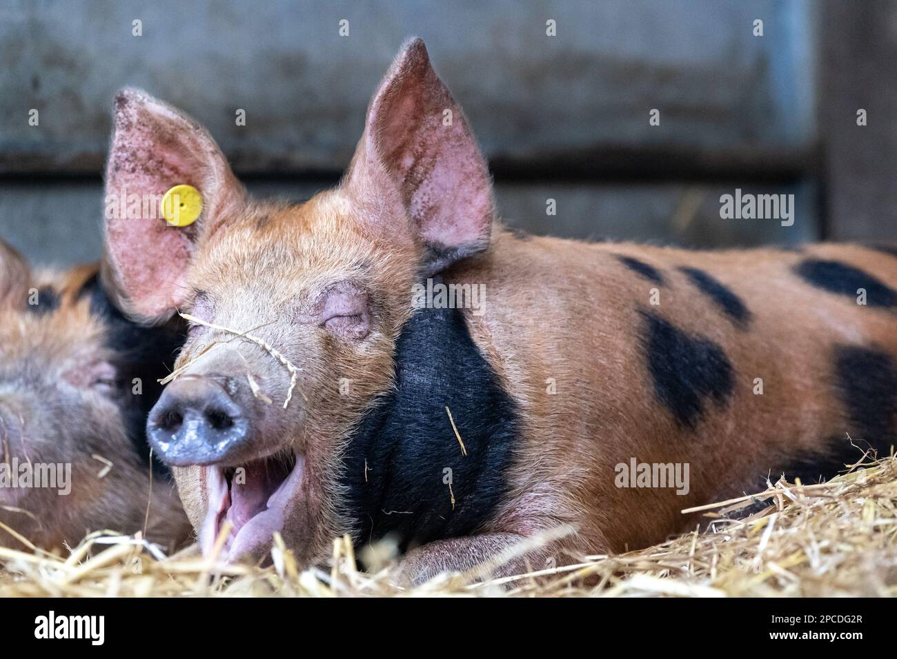 Junge Schweine, die im Strohbett schlafen und sich ausruhen. North Yorkshire, Großbritannien. Stockfoto Junge Schweine, die im Strohbett schlafen und sich ausruhen. North Yorkshire, Großbritannien. Stockfoto