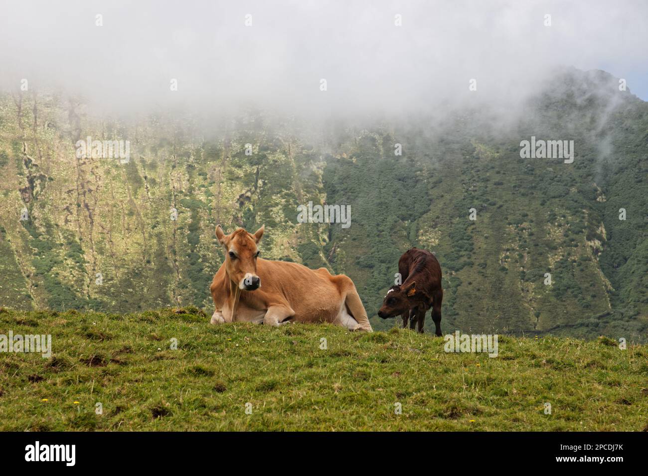 Eine Kuh und ihr Kalb in der Caldera auf der Insel Corvo, Azoren, Portugal Stockfoto