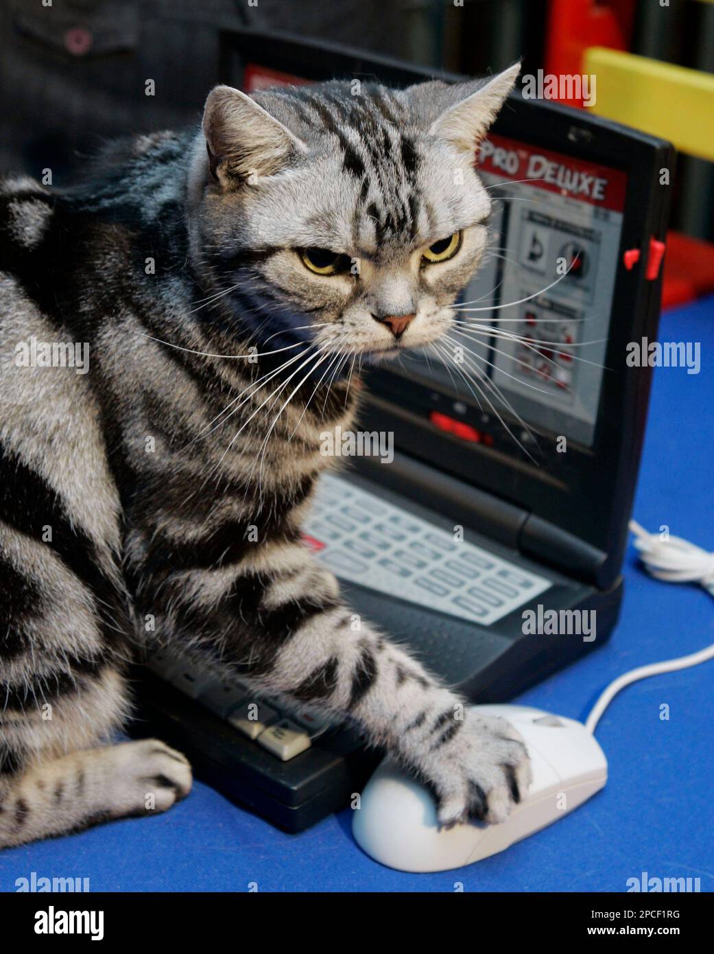Maverick, a 7-year-old American Shorthair Silver Classic Tabby, uses a mouse on a toy computer during a preview of the 2006 CFA-Iams Cat Championship at New York's Madison Square Garden, Wednesday Oct. 11, 2006. More than 300 felines will compete at the show this weekend to celebrate the 100th anniversary of the Cat Fanciers' Association. (AP Photo/Richard Drew) Stockfoto