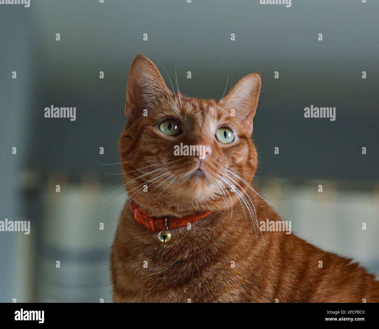 Porträt einer orangefarbenen Tabby-Katze mit einem kräftigen orangefarbenen Kragen und einer kleinen Glocke. Stockfoto