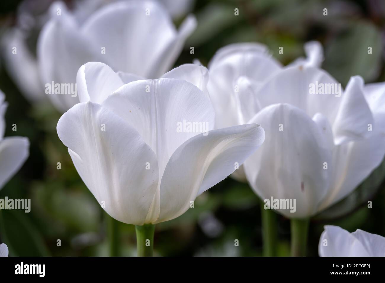 Schöner Tulipa Weißer Traum im Frühling, aus nächster Nähe Stockfoto