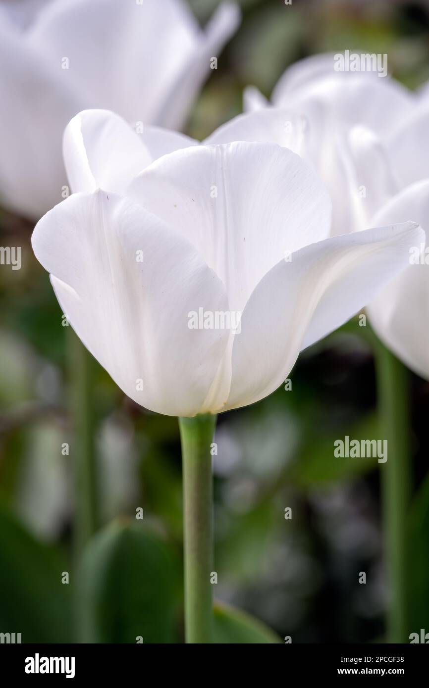 Schöner Tulipa Weißer Traum im Frühling, aus nächster Nähe Stockfoto