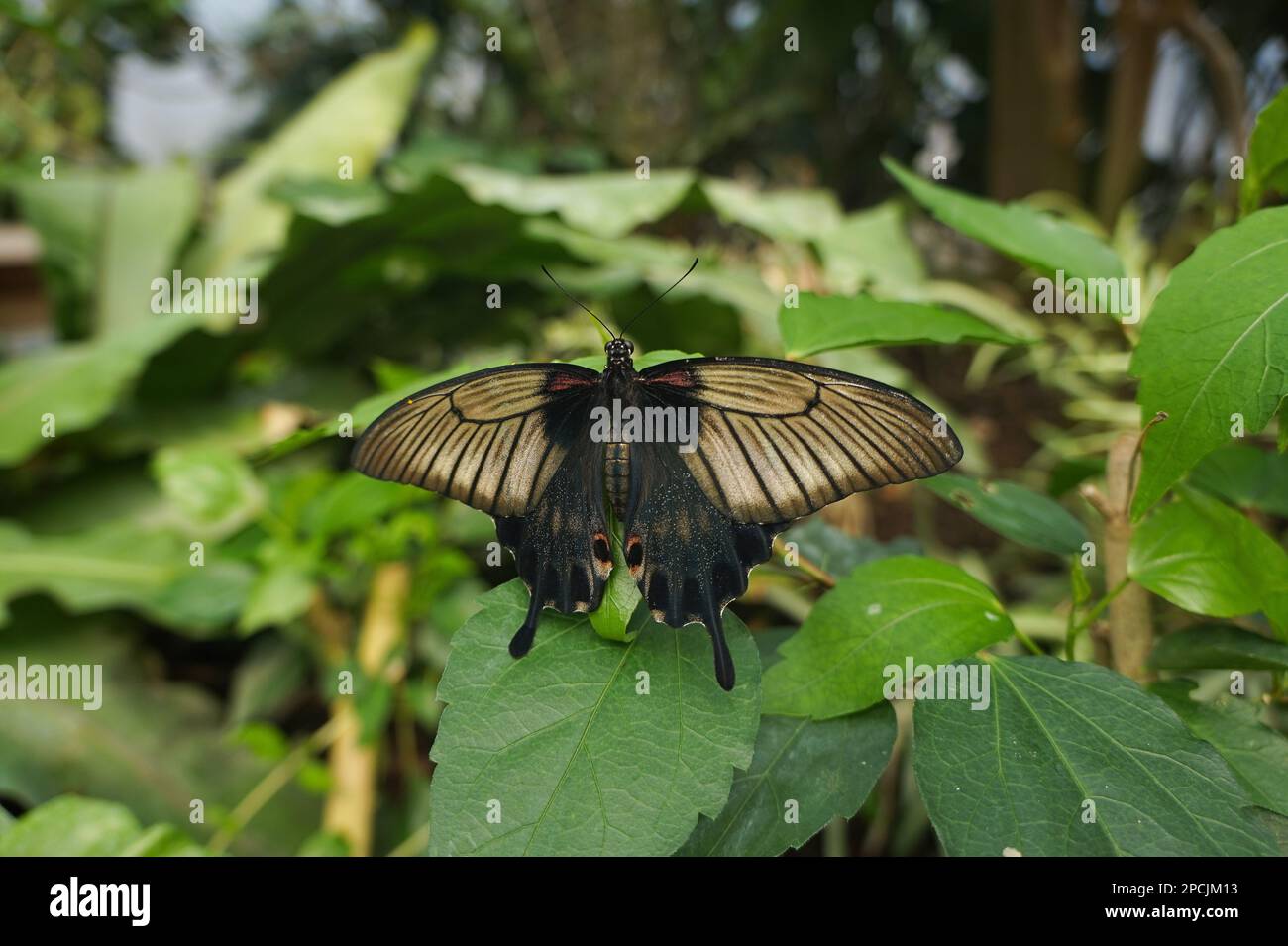 Großer Schmetterling, der auf einem Blatt sitzt Stockfoto